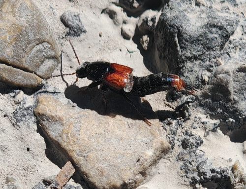 Astrapaeus ulmi