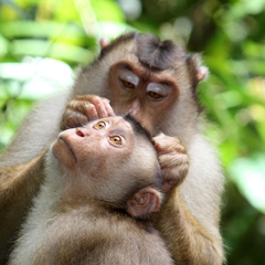 Southern Pig-Tailed Macaque photo 3