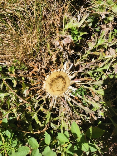 Carlina acaulis, photograph 1