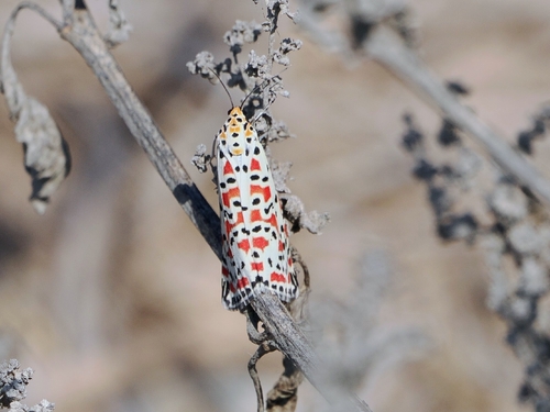 Crimson-speckled Flunkey