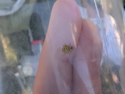 22-spot Ladybird