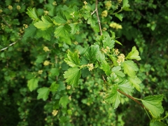 Ribes alpinum