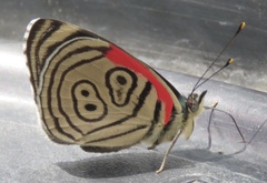 Diaethria clymena bourcieri