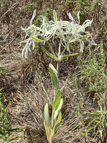 Euphorbia bicolor, photograph 2