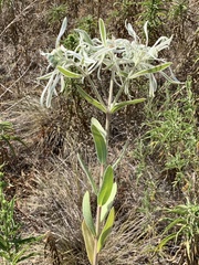 (c) saltyhiker, some rights reserved (CC BY) Euphorbia bicolor, photograph (c) saltyhiker, some rights reserved (CC BY)