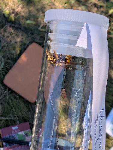 German Yellowjacket