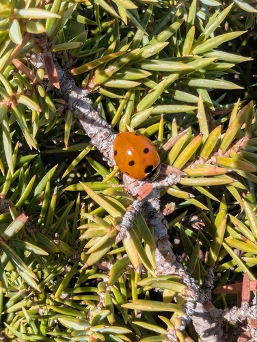 Seven-spotted Lady Beetle