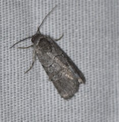 Sympistis sectilis