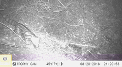 Genetta tigrina tigrina