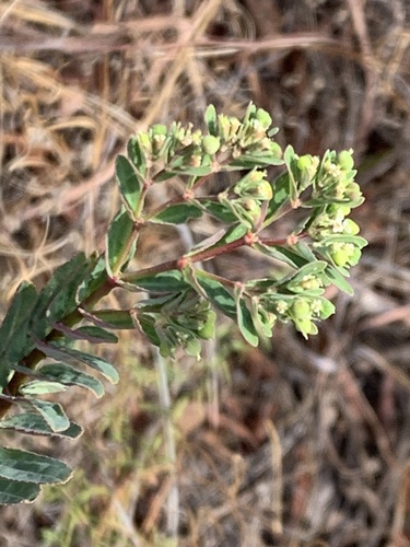 Euphorbia hyssopifolia, photograph 3
