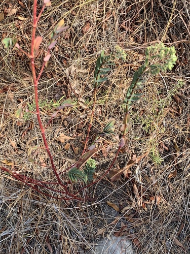 Euphorbia hyssopifolia, photograph 2