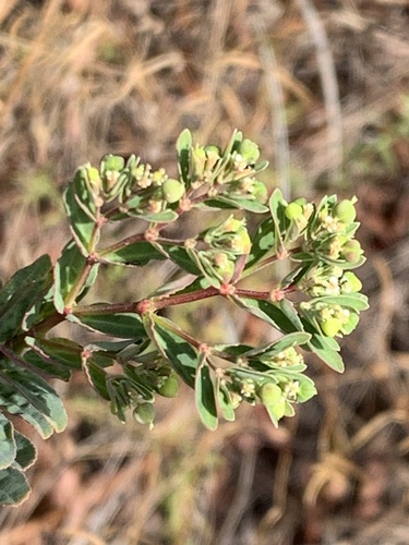 Euphorbia hyssopifolia