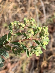Euphorbia hyssopifolia, photograph (c) saltyhiker, some rights reserved (CC BY)