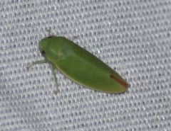 Hamana
