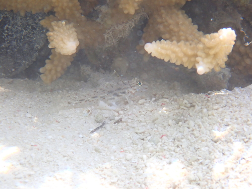 Fusigobius neophytus observed 2026-09-25