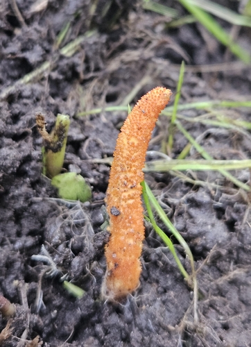 Scarlet Caterpillar Club