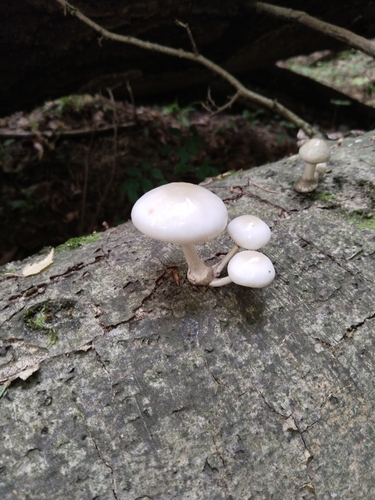 porcelain mushroom