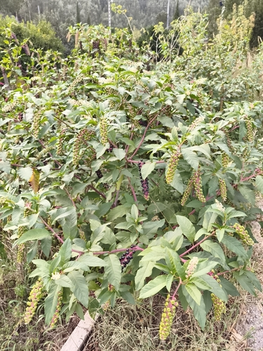American pokeweed