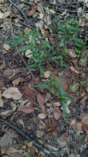 Persicaria punctata, photograph 5