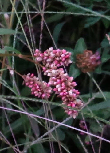 Persicaria maculosa, photograph 6