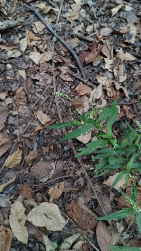 Persicaria punctata, photograph 6