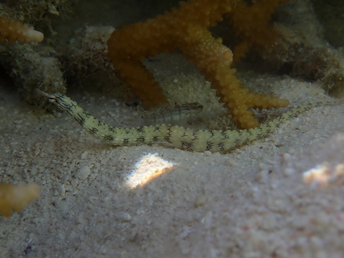 Corythoichthys intestinalis observed 2026-09-25