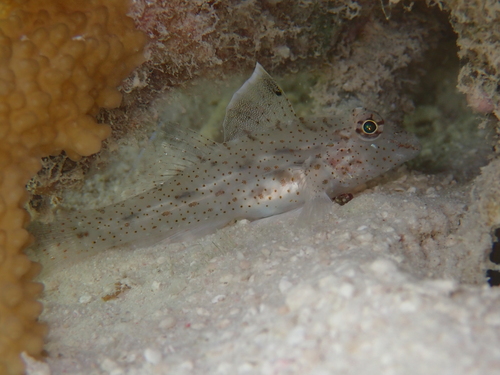 Fusigobius neophytus observed 2026-09-25