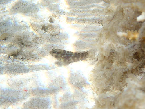 Asterropteryx semipunctata observed 2026-09-25