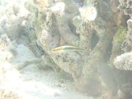 Stethojulis interrupta observed 2026-09-25