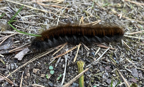 Fox Moth
