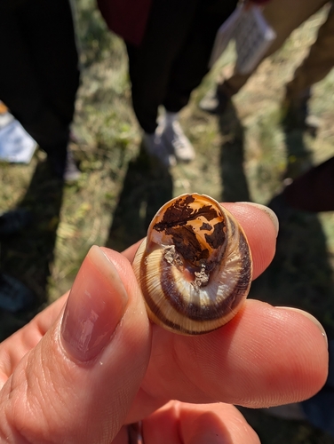 Vineyard Snail