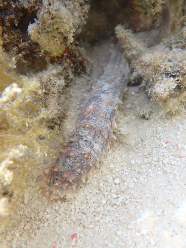 Holothuria hilla observed 2026-09-25