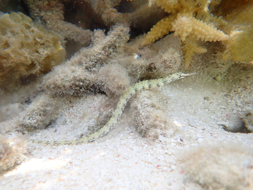 Corythoichthys intestinalis observed 2026-09-25