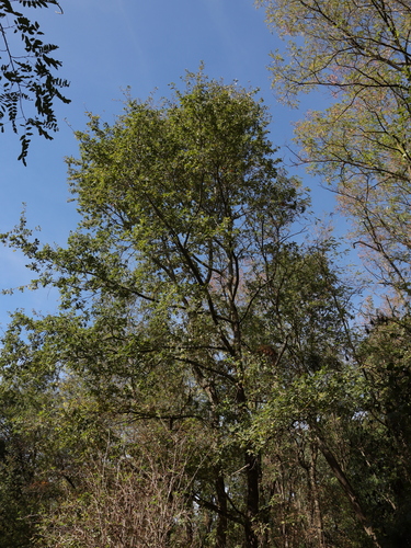 Quercus robur, photograph 6