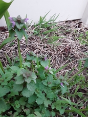 Lamium purpureum