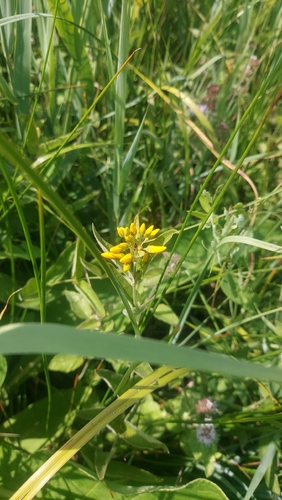 Lysimachia vulgaris