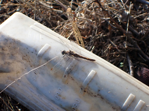 Ruddy Darter