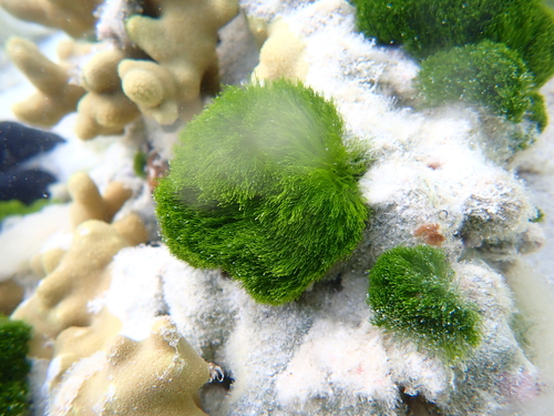 Chlorodesmis fastigiata observed 2026-09-25