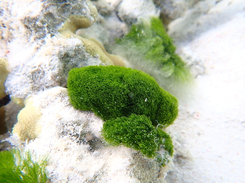 Chlorodesmis fastigiata observed 2026-09-25