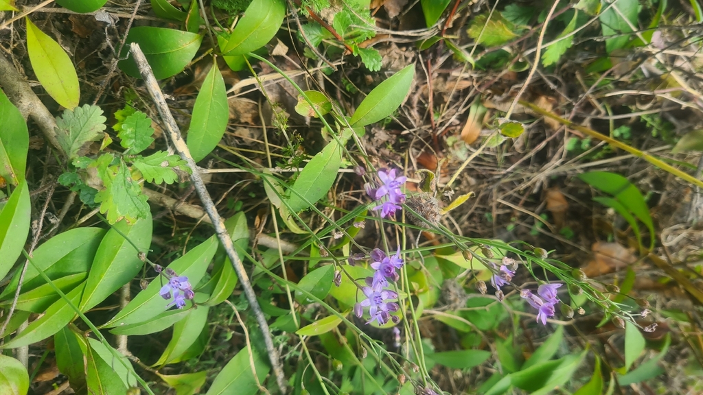 Prospero autumnale; photograph (c) Tatiana Strus, some rights reserved (CC BY)