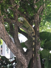 Iguana iguana