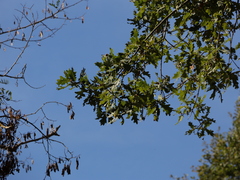 Quercus robur, photograph (c) Samuele Papeschi, some rights reserved (CC BY)