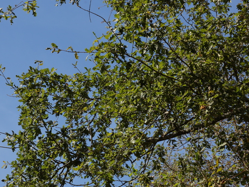 Quercus robur, photograph 5