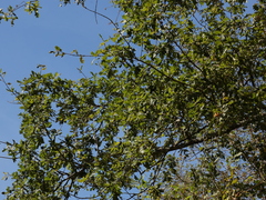 Quercus robur, photograph (c) Samuele Papeschi, some rights reserved (CC BY)