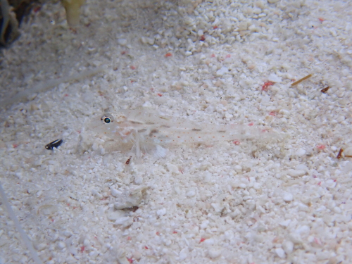 Fusigobius neophytus observed 2026-09-25