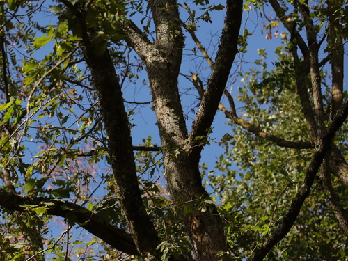 Quercus robur, photograph 3