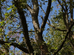 Quercus robur, photograph (c) Samuele Papeschi, some rights reserved (CC BY)
