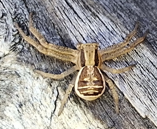 Swamp Crab Spider
