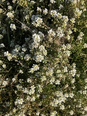 Cochlearia officinalis