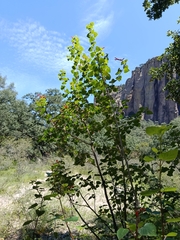 Salvia regla